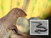 Snake vs Mongoose: పాము కాటేసినా ముంగిసకు ఏమీ కాదు ఎందుకు? కారణం ఇదే..