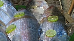 Bangaldesh Hilsa: পুজোর আগে রাজ্যে আসছে ২ হাজার ৮২ মেট্রিক টন পদ্মার ইলিশ