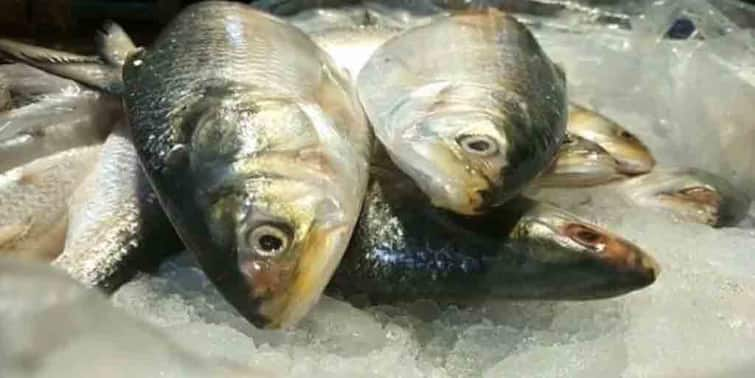 Howrah Hilsa import from Bangladesh stalled less numbers showing at Digha Diamond Harbour Bengali missing favourite dish ahead of culinary festival Howrah দিঘা, ডায়মন্ডহারবারে নেই জোগান, বন্ধ বাংলাদেশ থেকে আমদানিও, মন খারাপ ইলিশ-প্রিয় বাঙালির