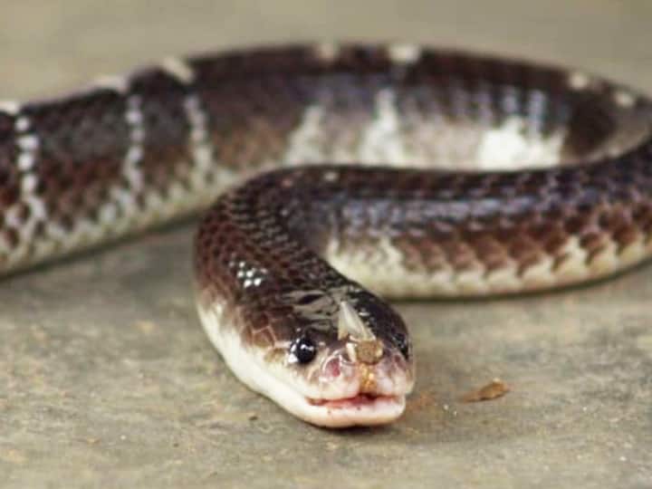 Bihar News: Father and son died due to krait snake bite in Banka both were sleeping after having food ann Bihar News: बांका में सांप के काटने से पिता-पुत्र की मौत, खाना खाने के बाद सो रहे थे दोनों, पहुंच गया करैत