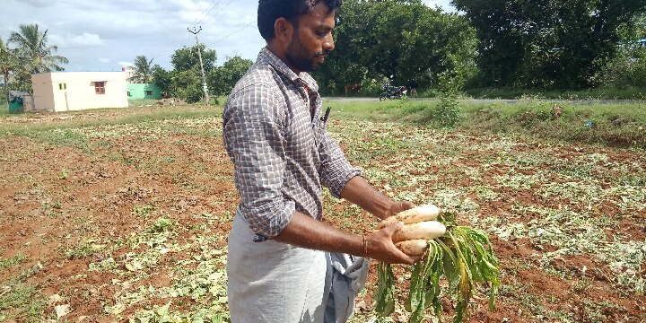 கொரோனா கட்டுப்பாடுகளால் தருமபுரியில் ஒரு கிலோ முள்ளங்கி 6 ரூபாய்க்கு விற்பனை