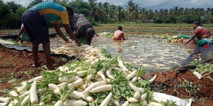 கொரோனா கட்டுப்பாடுகளால் தருமபுரியில் ஒரு கிலோ முள்ளங்கி 6 ரூபாய்க்கு விற்பனை