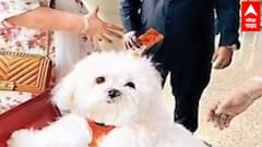 Dog Lover | श्वानासाठी बुक केला पूर्ण बिजनेस क्लास! मुंबई-चेन्नई विमान प्रवासासाठी अडीच लाख खर्च