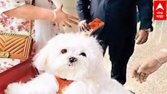 Dog Lover | श्वानासाठी बुक केला पूर्ण बिजनेस क्लास! मुंबई-चेन्नई विमान प्रवासासाठी अडीच लाख खर्च