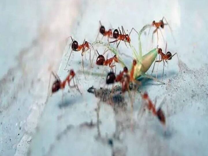 If you are troubled by ants then do this home remedy you will get relief soon How To Get Rid Of Ants kitchen hacks Kitchen Hacks: चींटियों से हैं परेशान तो करें ये घरेलू उपाय, जल्द पा सकते हैं छुटकारा