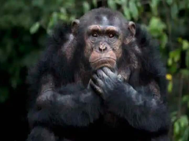 Animal 'lover'? Woman banned from zoo after she confesses having an 'affair' with chimpanzee Chimpanzee Affair | ஆமா சிம்பான்ஸி கூட தான் லவ்.. ஷாக் கொடுத்த பெண்.. காதலுக்கு தடைபோட்ட Zoo நிர்வாகம்..