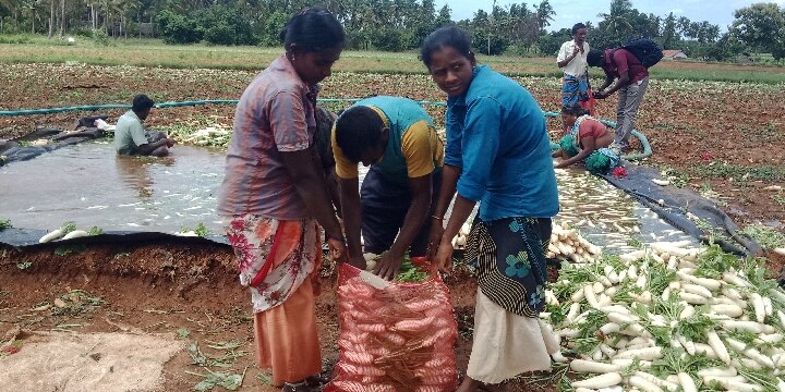 கொரோனா கட்டுப்பாடுகளால் தருமபுரியில் ஒரு கிலோ முள்ளங்கி 6 ரூபாய்க்கு விற்பனை