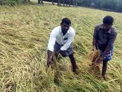 தஞ்சாவூர் மாவட்டத்தில் தொடர் மழையினால் 25 ஆயிரம் ஏக்கர் குறுவை நெற்பயிர் நாசம்