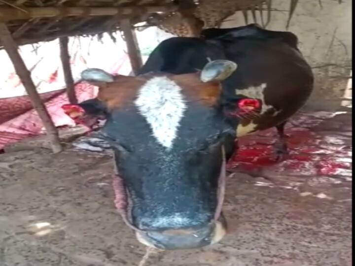 Cattle ear and tail amputated due to cow grazing in a field in Mayiladuthurai மயிலாடுதுறை : பசுவின் காது மற்றும் வாலை அறுத்து மனித மிருகங்கள் கொடூரச் செயல்...!