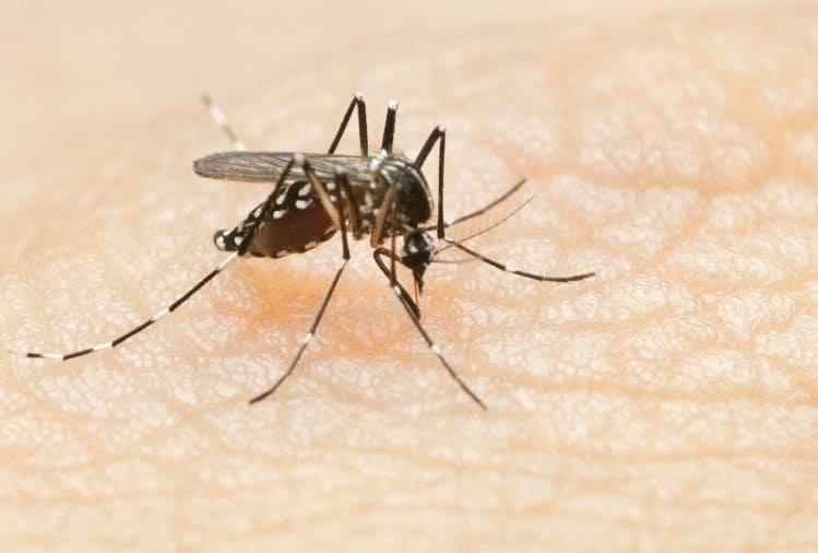Concerns about dengue-malaria, west bengal health department warned 8 municipality Dengue-Malaria: ডেঙ্গি-ম্যালেরিয়া নিয়ে উদ্বেগ, ৮ পুরসভাকে সতর্ক করল স্বাস্থ্য দফতর