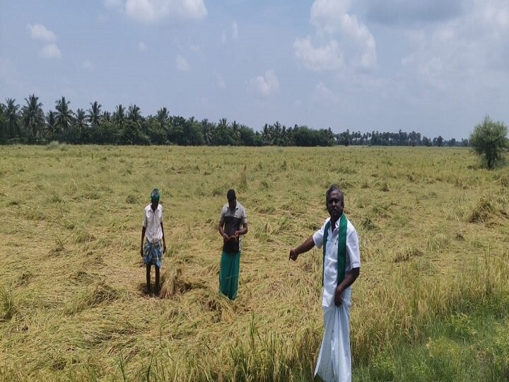 குறுவை கொள்முதலில் குளறுபடி - தமிழக அரசை குற்றம்சாட்டும் பி.ஆர்.பாண்டியன்...!