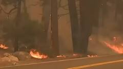 California Wildfires: Trouble over world's largest tree