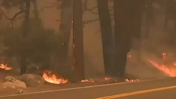 California Wildfires: Trouble over world's largest tree