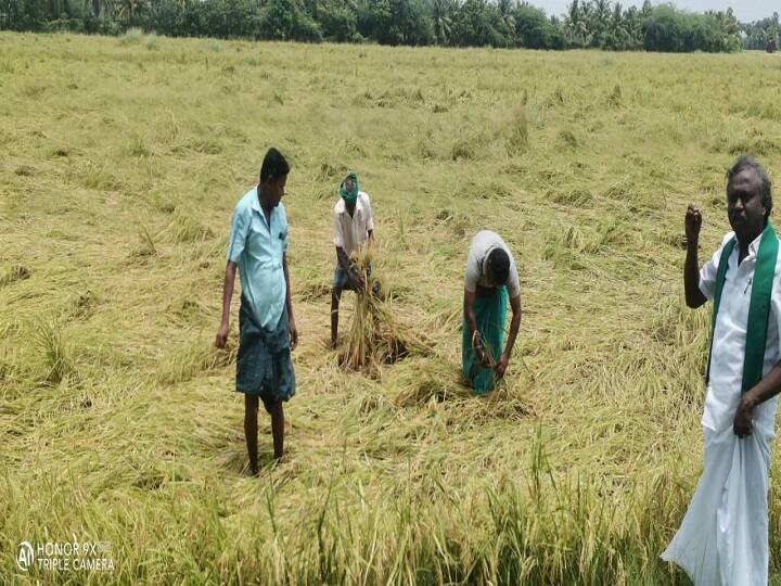 Fraud in procurement of paddy in delta districts - BR Pandian blames Tamil Nadu government குறுவை கொள்முதலில் குளறுபடி - தமிழக அரசை குற்றம்சாட்டும் பி.ஆர்.பாண்டியன்...!