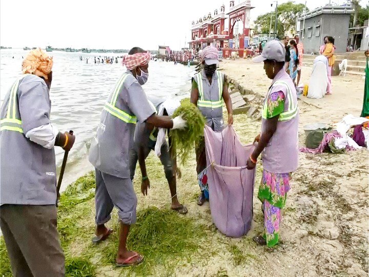 மன்னார் வளைகுடா பகுதியில் கரை ஒதுங்கும் கடல் புற்கள்: காரணம் என்ன..?