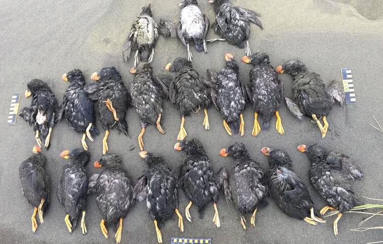 Nature's wrath due to climate change! Hundreds of seabirds were found starving to death ਜਲਵਾਯੂ ਤਬਦੀਲੀ ਕਰਕੇ ਕੁਦਰਤ ਦਾ ਕਹਿਰ! ਸੈਂਕੜੇ ਸਮੁੰਦਰੀ ਪੰਛੀ ਭੁੱਖੇ ਤੇ ਮਰੇ ਪਾਏ ਗਏ