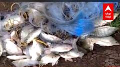 Pune : 7 एकर पडीक जमिनीवर मत्स्य शेती; 7 महिन्यात एकरी 10 टन उत्पन्न; मत्स्य शेतीतून आर्थिक प्रगती