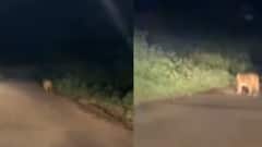 નવસારીઃ આ ગામમાં દીપડાના લટાર મારતા વીડિયોથી ગ્રામજનોમાં ફફડાટ, જુઓ ગુજરાતી ન્યૂઝ