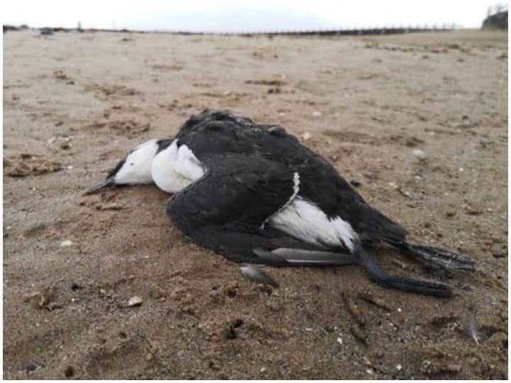 Climate Crisis: Thousands of seabirds found dead and starving in northeast England and Scotland इंग्लैंड और स्कॉटलैंड के तट पर सैंकड़ों समुद्री पक्षी पाए गए भूखे और मृत, जानिए क्या है मामला