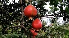 Pandharpur : 22 गुंठ्यात 14 लाखांचे उत्पन्न , लॉकडाऊनमध्येही जिगरबाज शेतकऱ्याची करामत ABP Majha