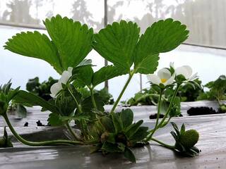 ’40,000 முதலீடு 1.20 லட்சம் லாபம்’- கொடைக்கானலில் களைகட்டும் ஸ்டாபெர்ரி விவசாயம்...!