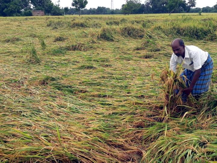 Damage to paddy ready for harvest in 50 acres due to heavy rains in Thanjavur தண்ணீரில் டெல்டா...! - கண்ணீரில் விவசாயிகள்...! - தஞ்சையில் 50,000 ஏக்கர் நெற்பயிர்கள் மூழ்கின