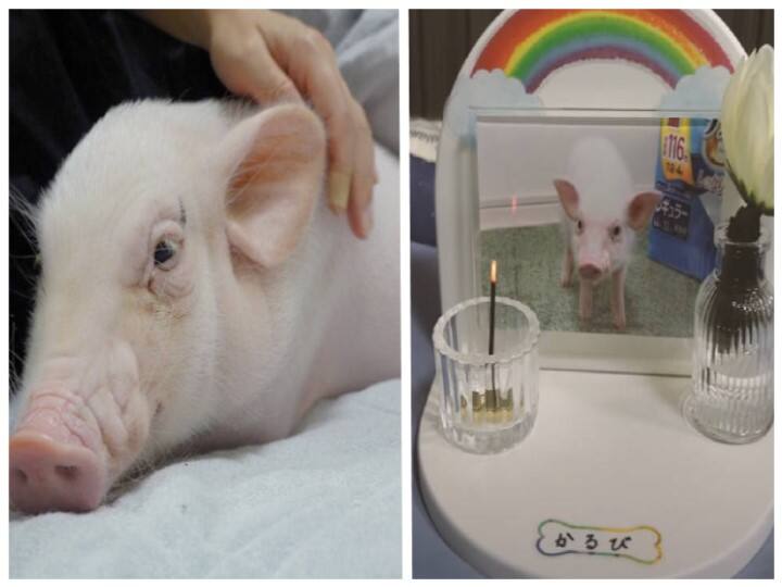 Man Raising Piglet for 100 Days Before Allegedly Eating It on Camera పంది పిల్లను ప్రేమతో పెంచాడు.. 100వ రోజు కోసుకుని తినేశాడు? నిజం తెలిస్తే మెచ్చుకుంటారు!