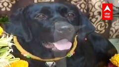 Nashik : निधन झालेल्या श्वानाचा तेरावा, 60 श्वान आणि 10 गायींना अन्नदान : ABP Majha