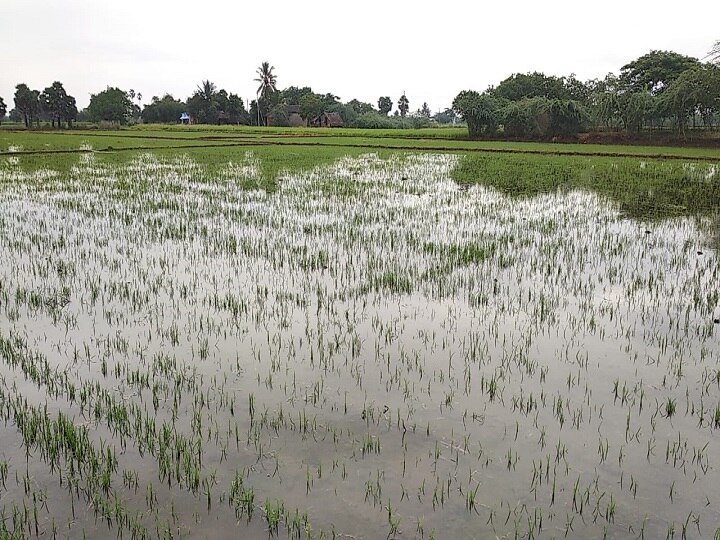 தண்ணீரில் டெல்டா...! கண்ணீரில் விவசாயிகள் - திருவாரூரில் 10,000 ஏக்கர் நெற்பயிர்கள் நீரில் மூழ்கியது