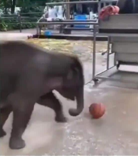 Baby elephant plays with football in adorable viral video. Watch Watch: ఈ పిల్ల ఏనుగు ఎంత బాగా ఫుట్ బాల్ ఆడుతుందో... చూడండి