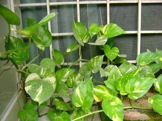 Money Plant Tips: घर की इस दिशा में मनी प्लांट लगाने से नहीं होगी धन की कमी, जानें कब देता है ये अशुभ संकेत Money Plant Tips: घर की इस दिशा में मनी प्लांट लगाने से नहीं होगी धन की कमी, जानें कब देता है ये अशुभ संकेत