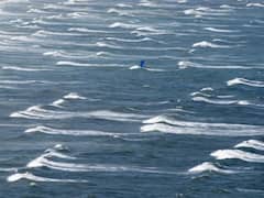 Honey Bees Kill Over 60 Endangered Penguins On Cape Town Beach In South Africa