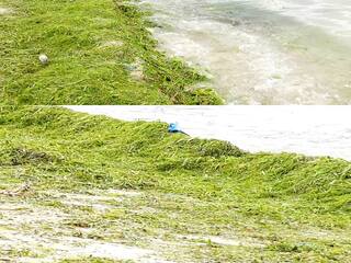 மன்னார் வளைகுடா பகுதியில் கரை ஒதுங்கும் கடல் புற்கள்: காரணம் என்ன..?