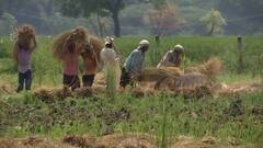 क्या Bio-Decomposer घोल है पराली का समाधान, जानिए क्या कहता है दिल्ली का किसान?