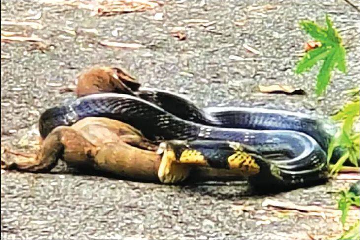 King Cobra and monitor lizard fight video goes viral, see who wins ਕਿੰਗ ਕੋਬਰਾ ਤੇ ਮੋਨੀਟਰ ਛਿਪਕਲੀ 'ਚ ਲੜਾਈ ਦੀ ਵੀਡੀਓ ਵਾਇਰਲ, ਦੇਖੋ ਕਿਸ ਨੂੰ ਮਿਲੀ ਜਿੱਤ 