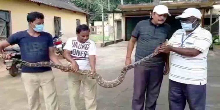 Birbhum A huge python entered the village of Sadaipur was rescued by the forest department Birbhum: বীরভূমের সদাইপুরে গ্রামে ঢুকে পড়ল বিশাল অজগর, উদ্ধার করল বন দফতর