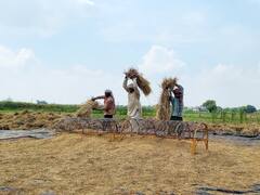 Delhi pollution: क्या बायो-डिकम्पोज़र घोल है पराली का समाधान, जानिए क्या कहता है दिल्ली का किसान?