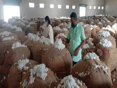 thiruvarur district cotton high price purchase பருத்திக்கு மாறிய திருவாரூர் விவசாயிகள்...! - இதுவரை 40,000 குவிண்டால் பருத்தி கொள்முதல்...!