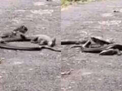 किंग कोबरा और मॉनिटर छिपकली के बीच लड़ाई का वीडियो वायरल, देखें- किसे मिली जीत