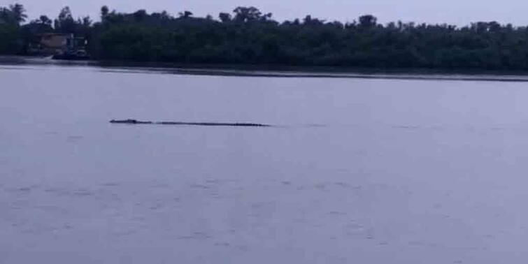 South 24 Paraganas Crocodile noticed at Jagaddal river Patharpratima South 24 Paraganas: পাথরপ্রতিমায় জগদ্দল নদীতে ভেসে উঠল কুমির, দেখতে ভিড় প্রচুর মানুষের