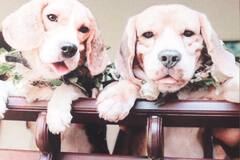 Trending: యాసిడ్ - జాన్వి డెస్టినేషన్ పెళ్లి... విందులో చికెన్ బిర్యానీ, ట్రెండవుతున్న పెళ్లి వీడియో