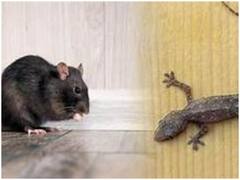 Home Remedies: घर से Rats और Lizards भगाने के लिए अपनाएं ये टिप्स, जानें