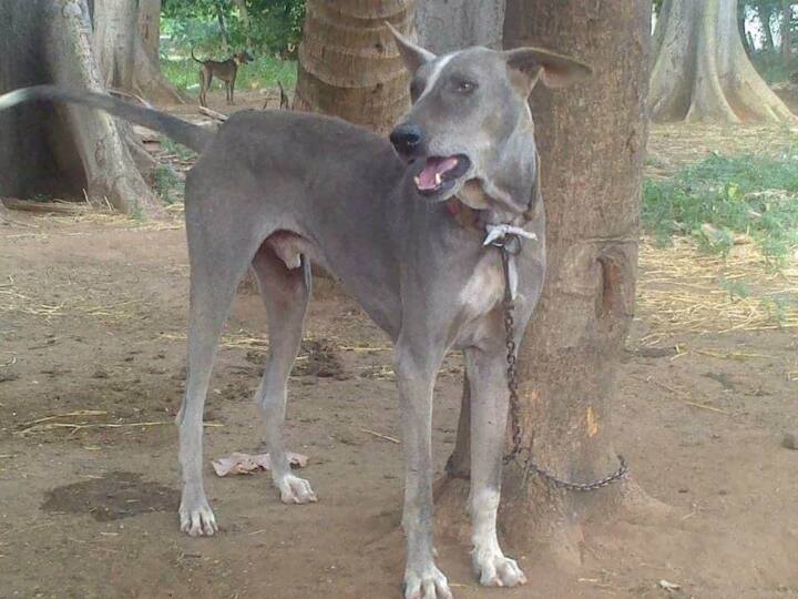 Interesting and Unknown facts about Chippiparai Dogs Chippiparai Dog: ‘மடிந்த காதுகள், நல்ல உடல்வாகு’ உண்மையான சிப்பிப்பாறை நாய்கள் எப்படி இருக்கும்..?