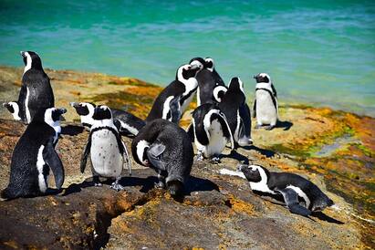 In Rare Occurrence, Bees Kill 63 Endangered Penguins In South Africa கண்களை குறிவைத்து தாக்கிய தேனீக்கள்.. துடிதுடித்து இறந்த 63 பென்குயின்கள்... என்ன நடக்கிறது ஆப்பிரிக்காவில்?