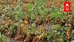 Hingoli : दोन दिवसांच्या पावसामुळे शेकडो एकर सोयाबीनचं नुकसान