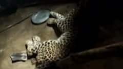 દાહોદ: દુધામલી ગામમાં દીપડાનો આતંક, ઘરમાં ઘુસ્યો દીપડો, જુઓ ગુજરાતી ન્યુઝ