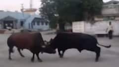 ગીર સોમનાથઃ કોડીનાર પંથકમાં રસ્તે રઝળતા ઢોરોનો વધ્યો ત્રાસ, જુઓ આ વીડિયો