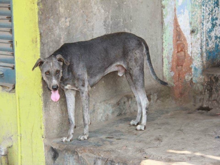 Chippiparai Dog: ‘மடிந்த காதுகள், நல்ல உடல்வாகு’ உண்மையான சிப்பிப்பாறை நாய்கள் எப்படி இருக்கும்..?