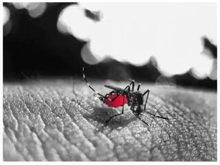 DENV-2 : डेंग्यूचा नवा व्हेरियंट आढळला; काळजी घ्या, अन्यथा... तज्ज्ञांचा धोक्याचा इशारा