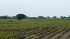 ગુજરાત ખેડૂત એકતા મંચનું લીંબડી મામલતદારને આવેદનપત્ર, સર્વે કરી સહાય ચૂકવાય તે અંગે માંગ